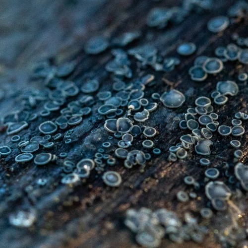 Mollisia cinera