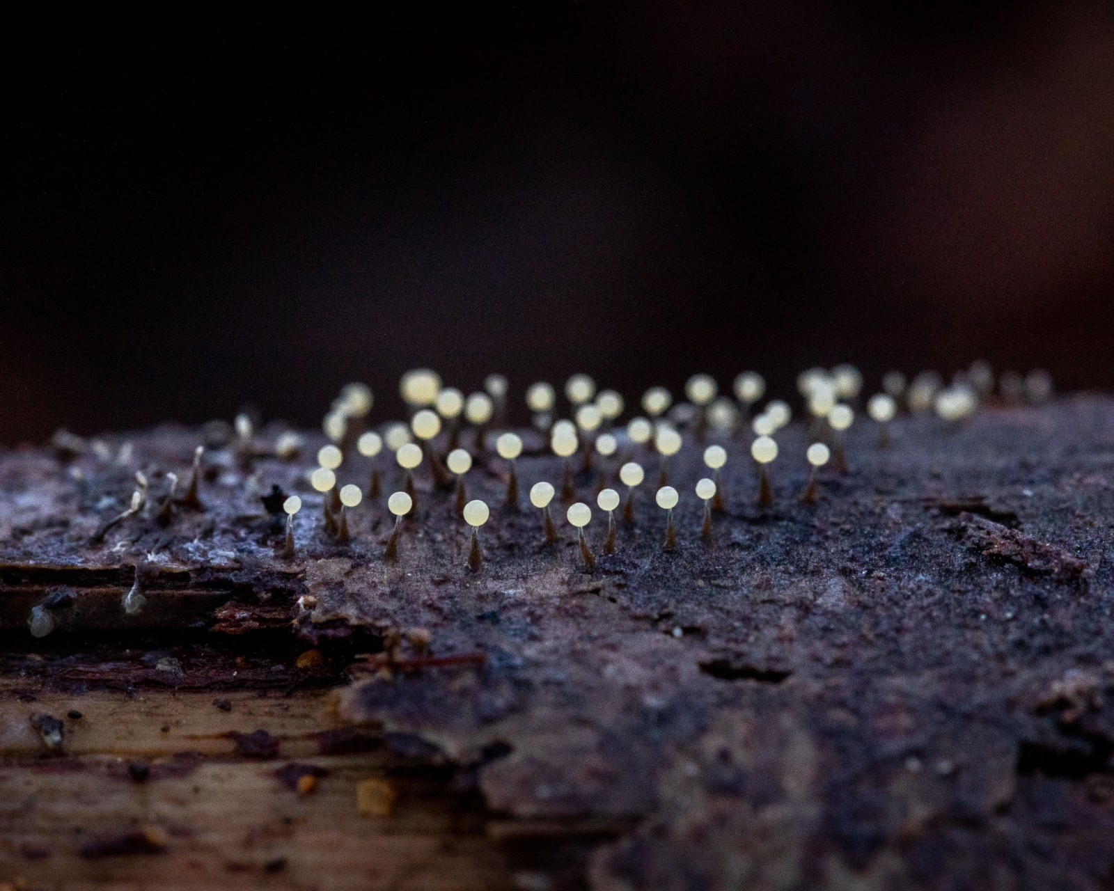 Physarum sp.