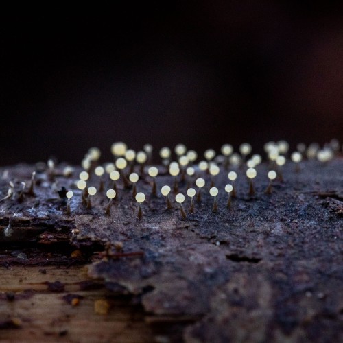 Physarum sp.