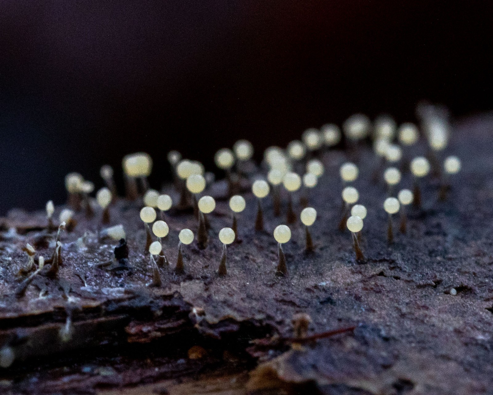 Physarum sp.
