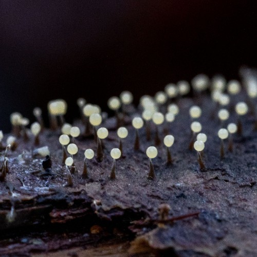 Physarum sp.