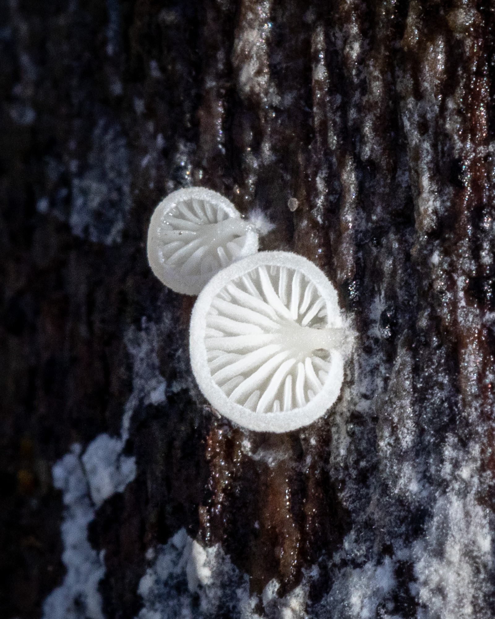 Crepidotus sp.