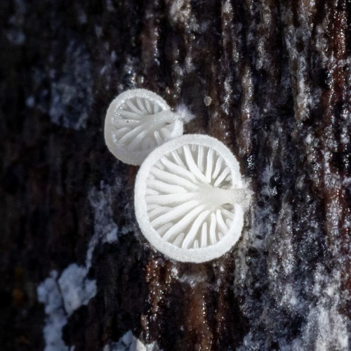 Crepidotus sp.