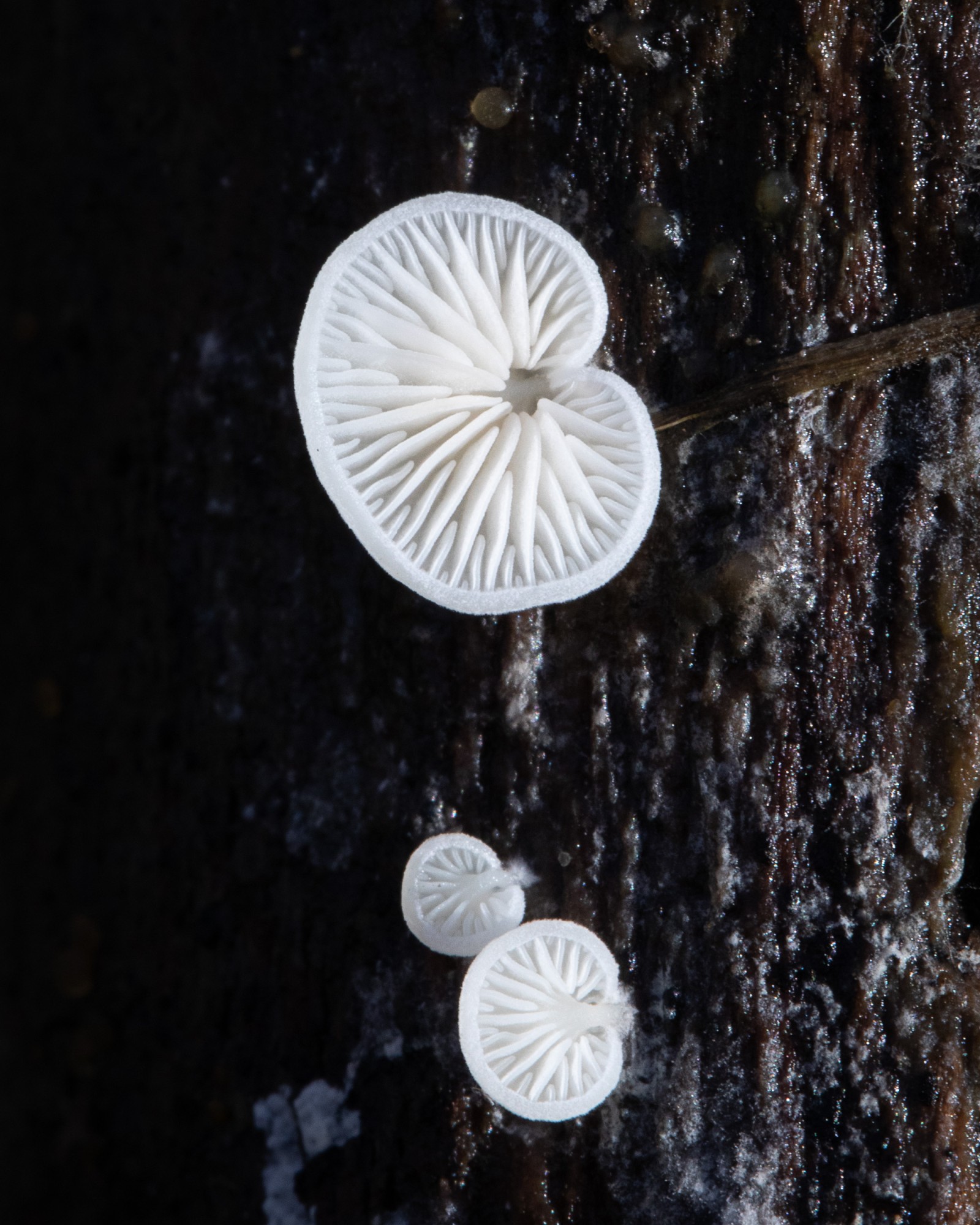 Crepidotus sp.