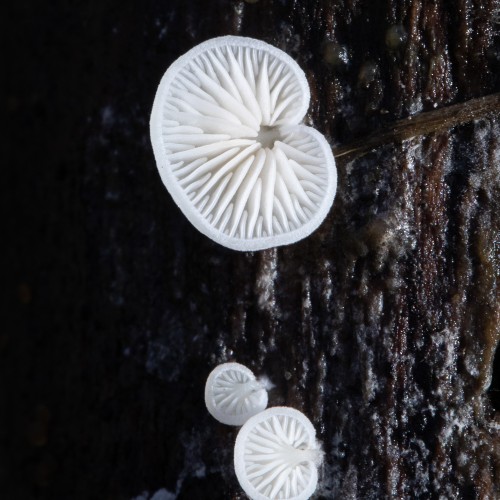 Crepidotus sp.