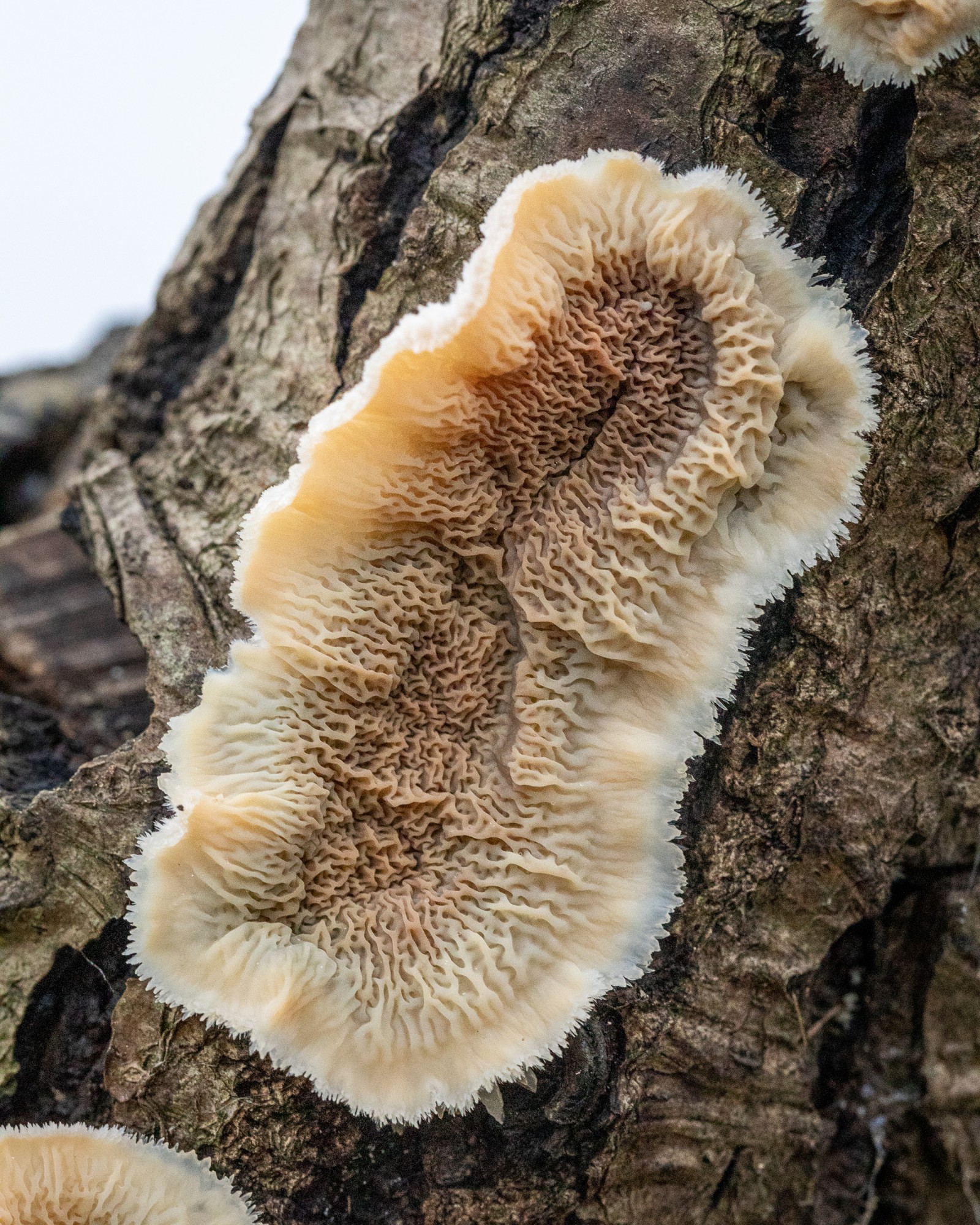 Phlebia tremellosa