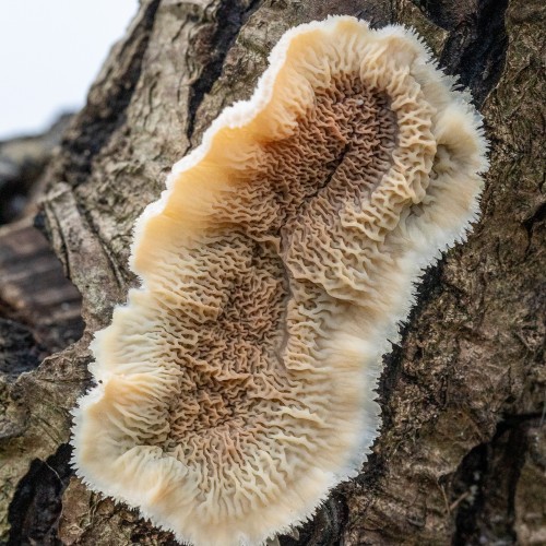 Phlebia tremellosa