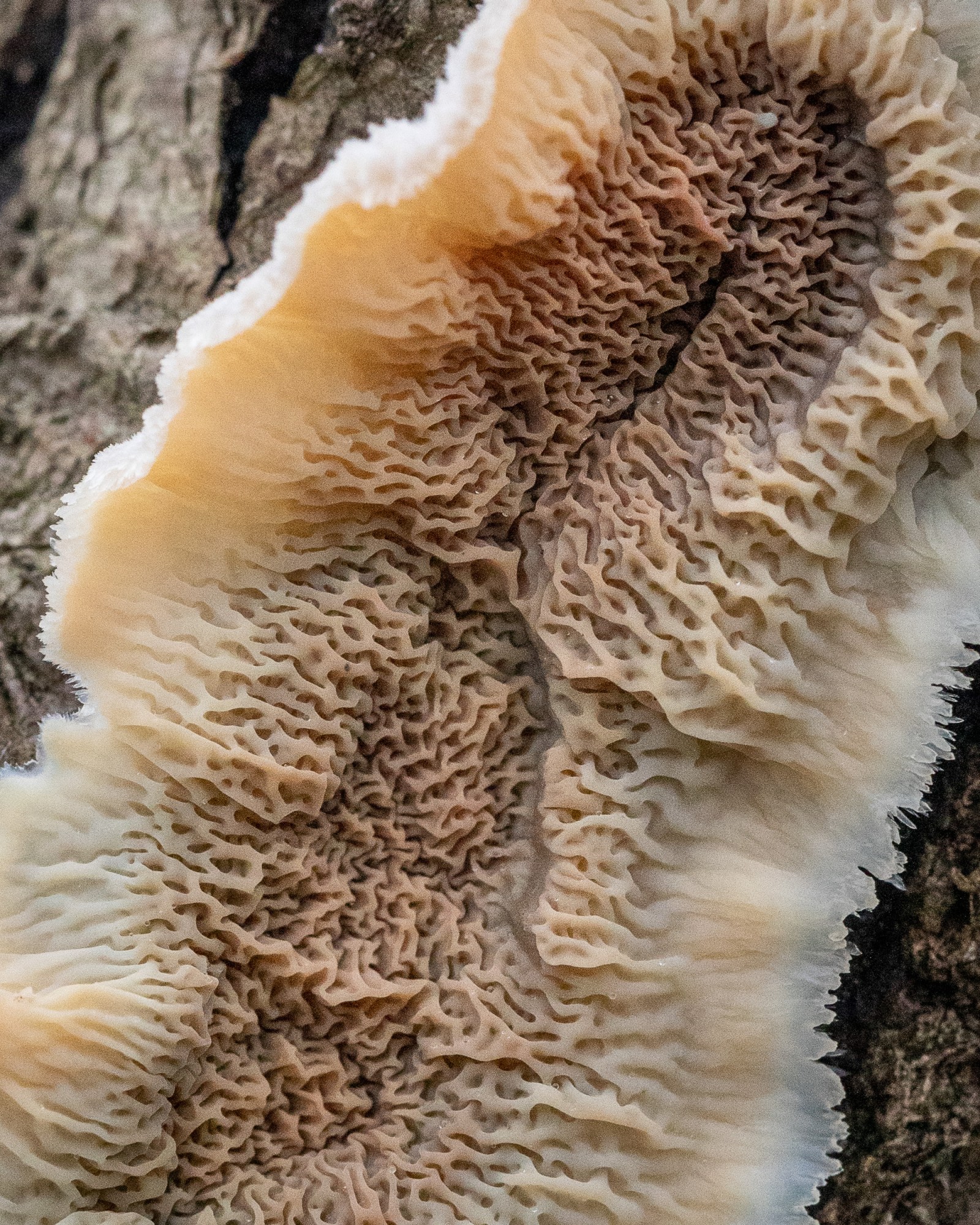 Phlebia tremellosa