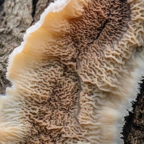 Phlebia tremellosa