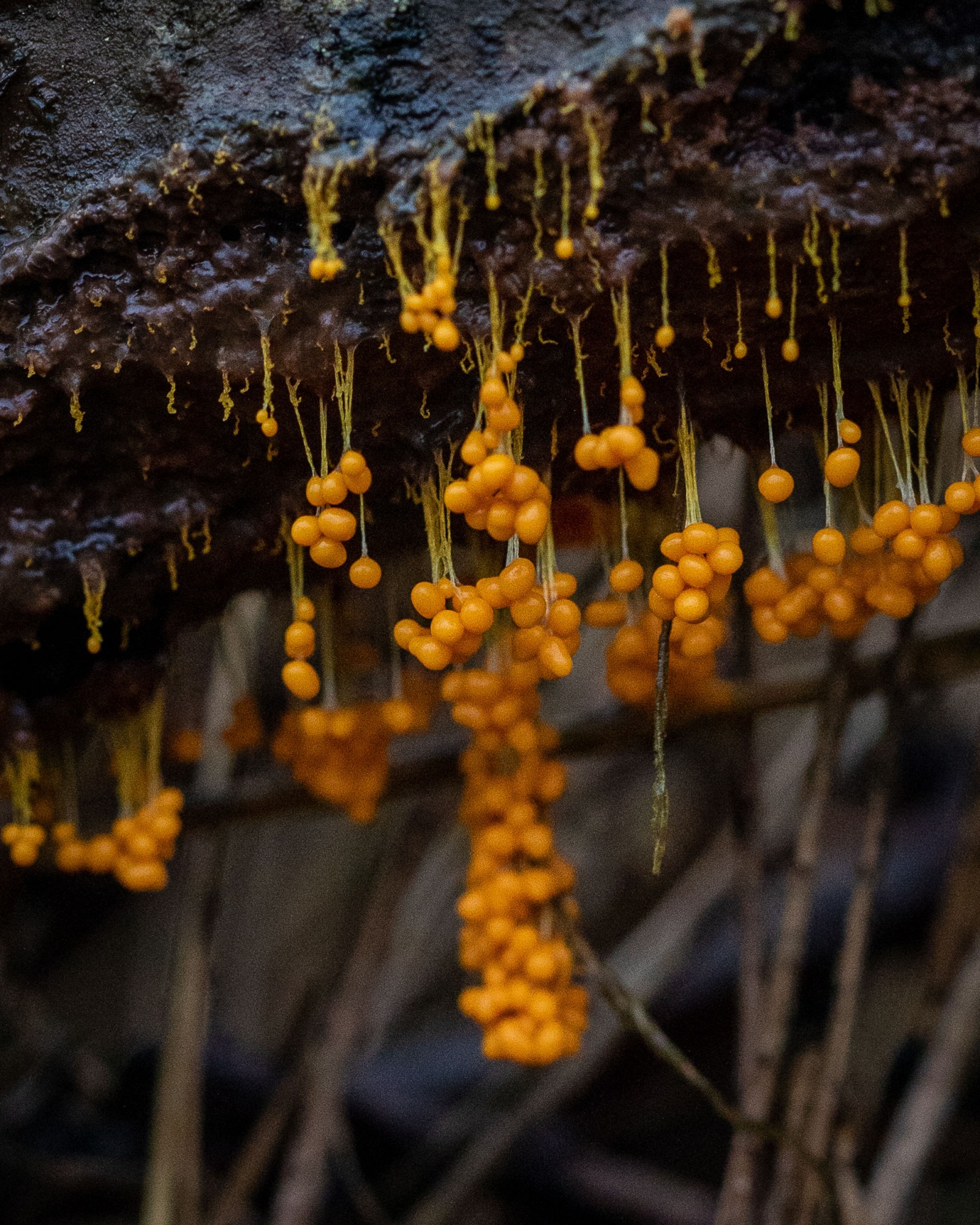 Badhamia utricularis
