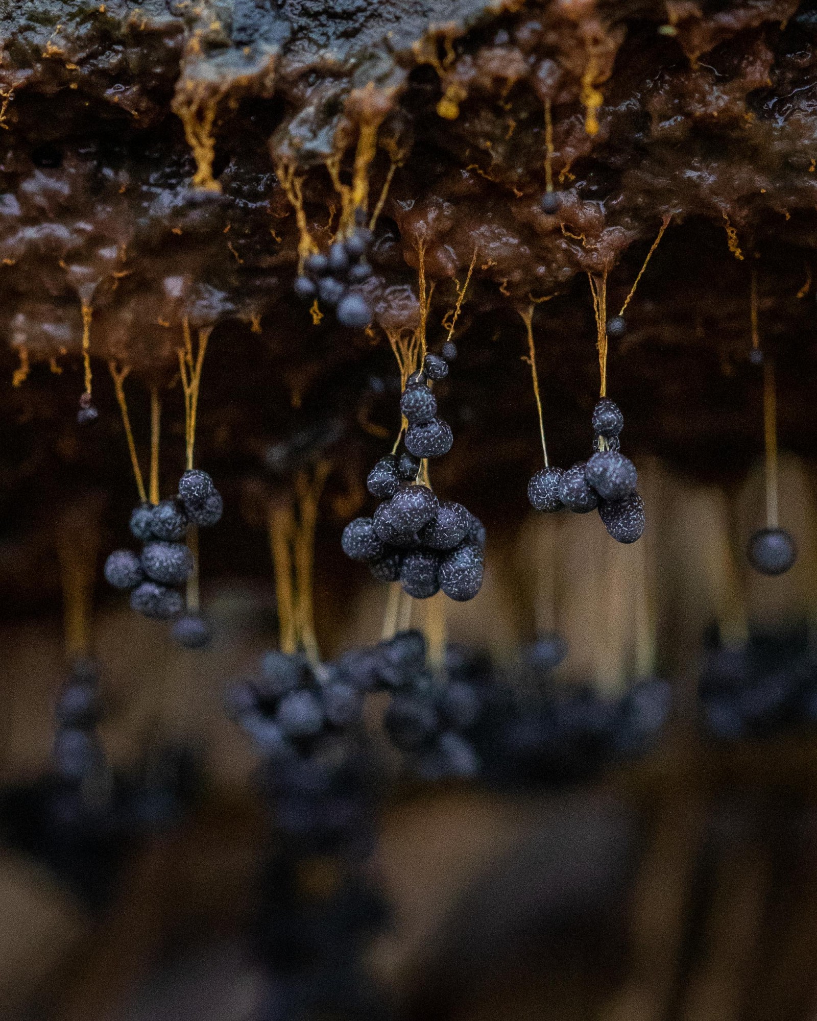 Badhamia utricularis