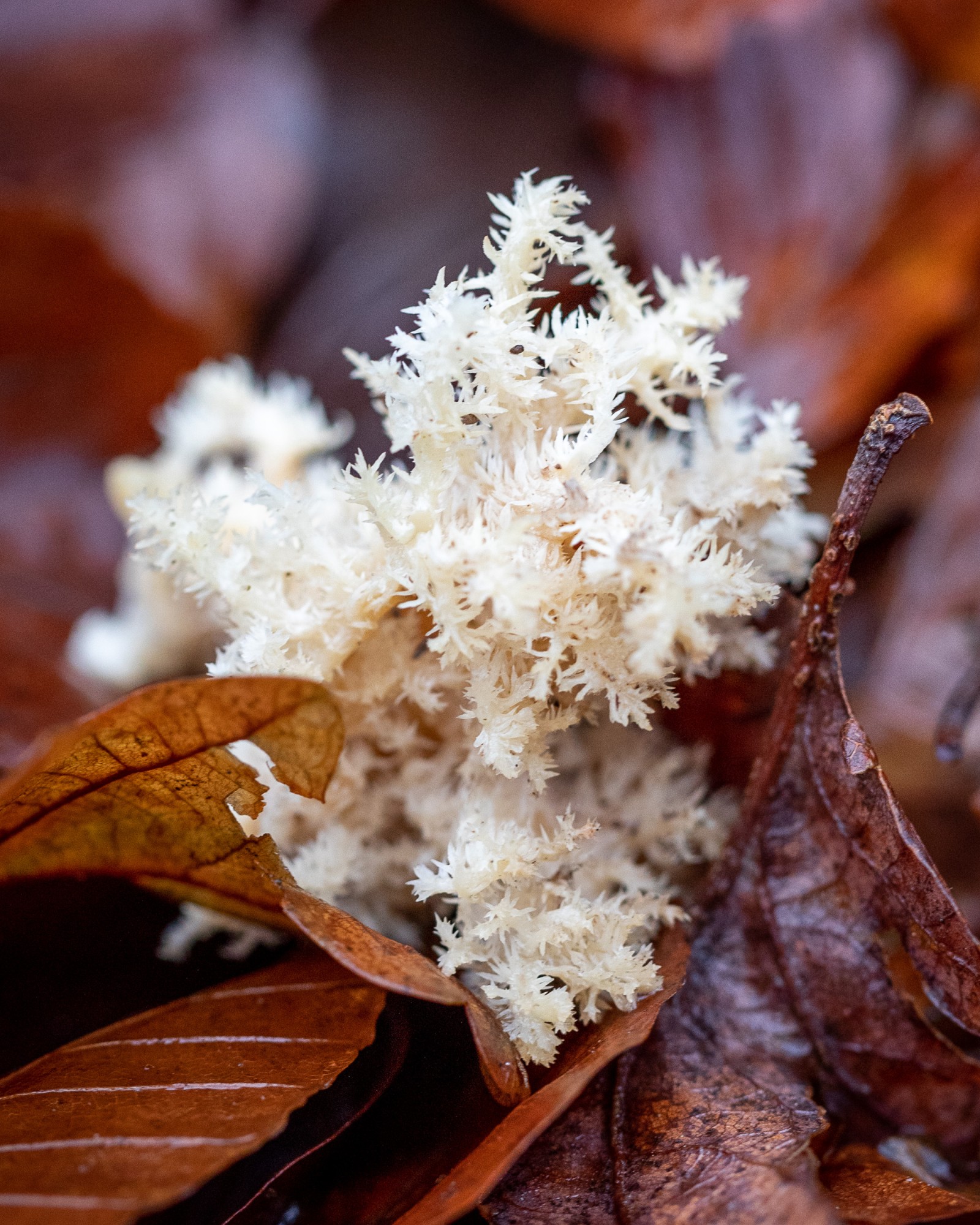 Hericium coralloides
