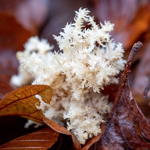 Hericium coralloides