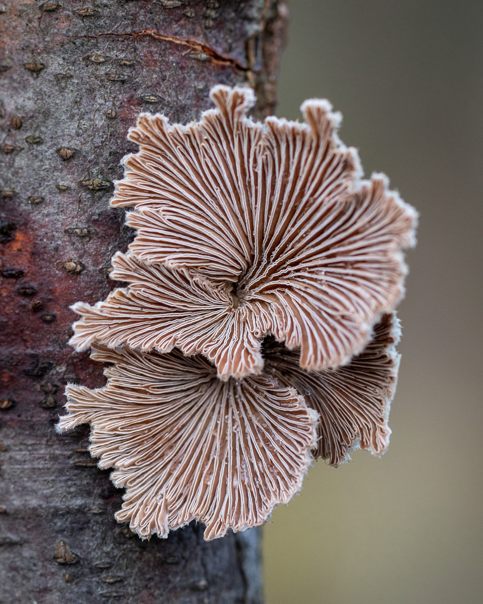 Schizophyllum commune