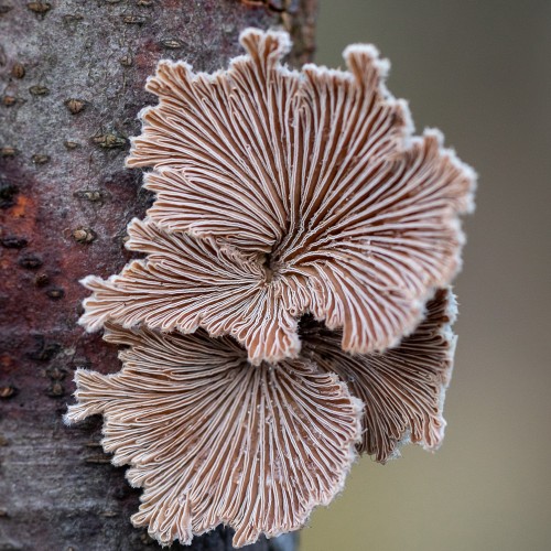 Schizophyllum commune