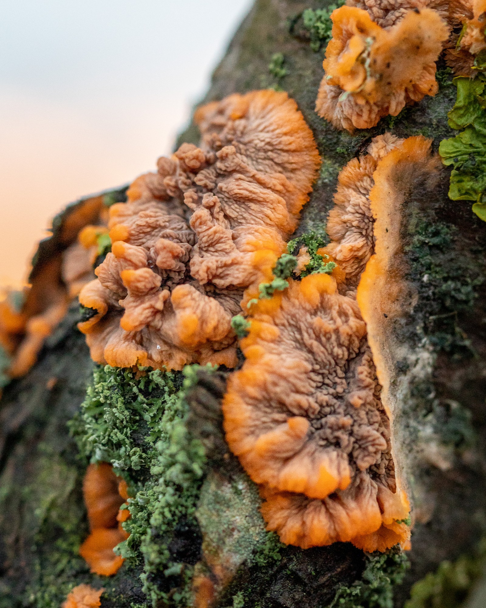 Phlebia radiata