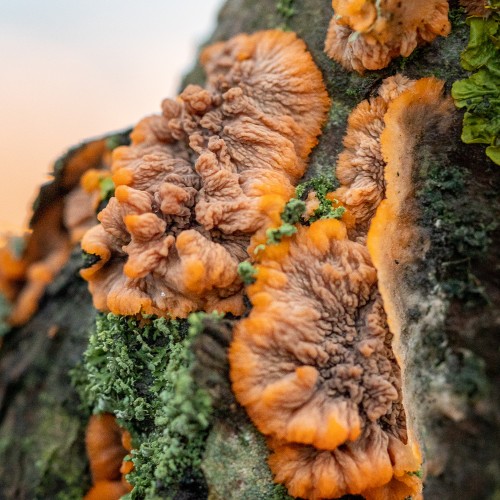 Phlebia radiata
