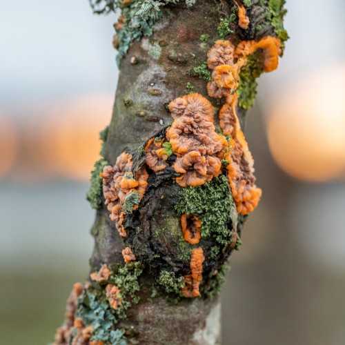 Phlebia radiata