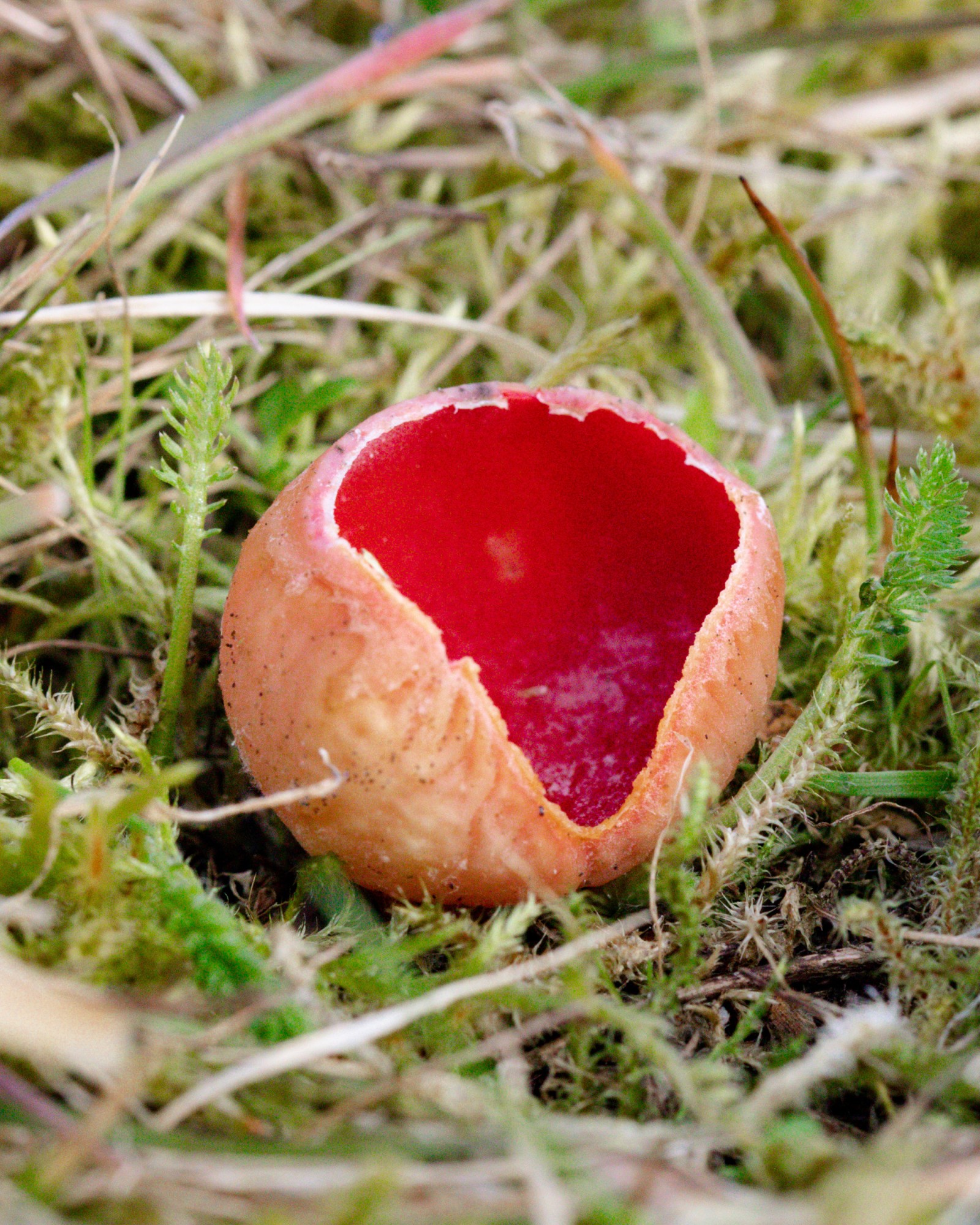 Sarcoscypha sp.