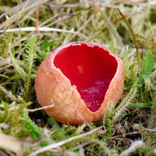 Sarcoscypha sp.