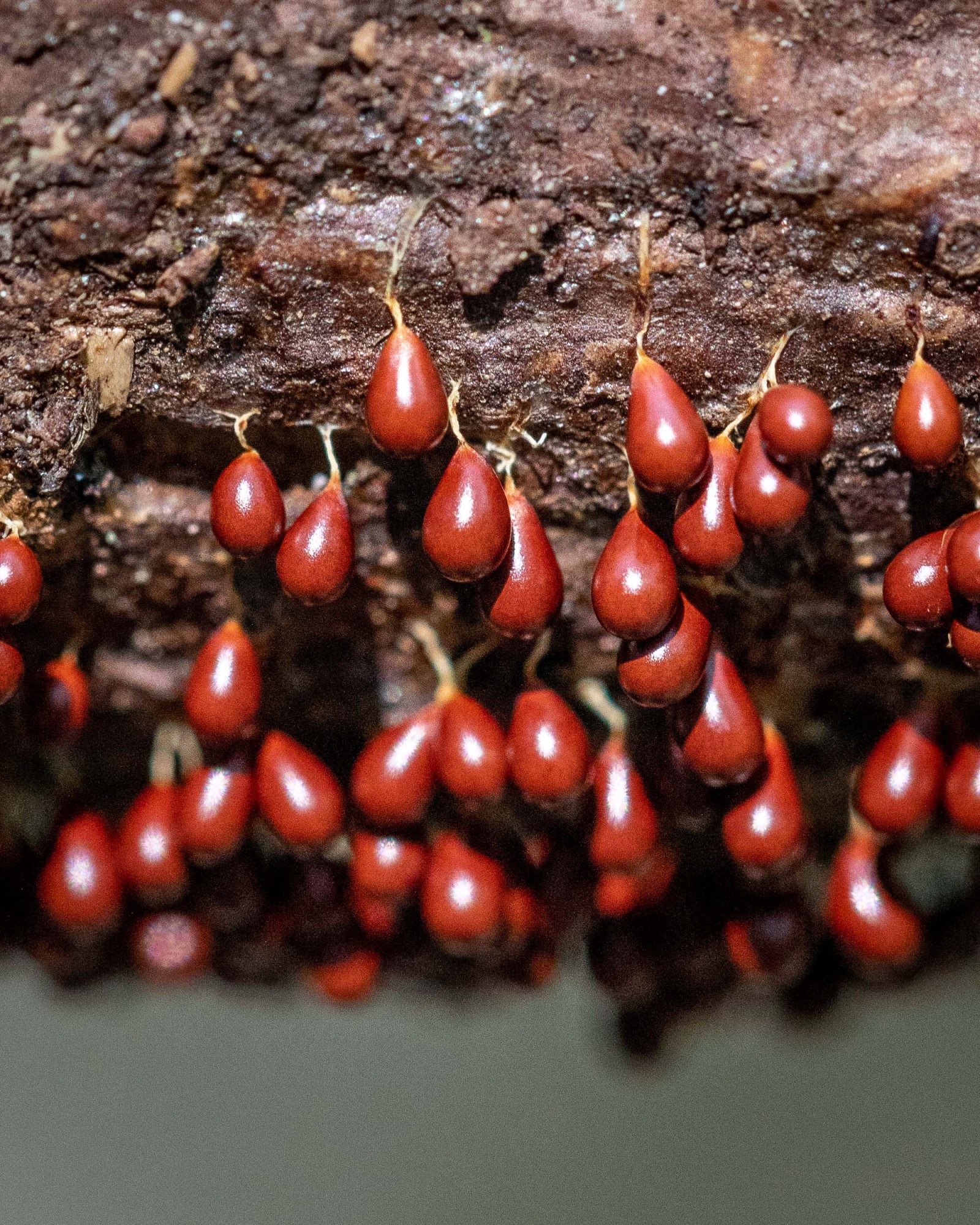 Leocarpus fragilis
