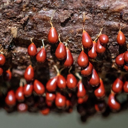 Leocarpus fragilis