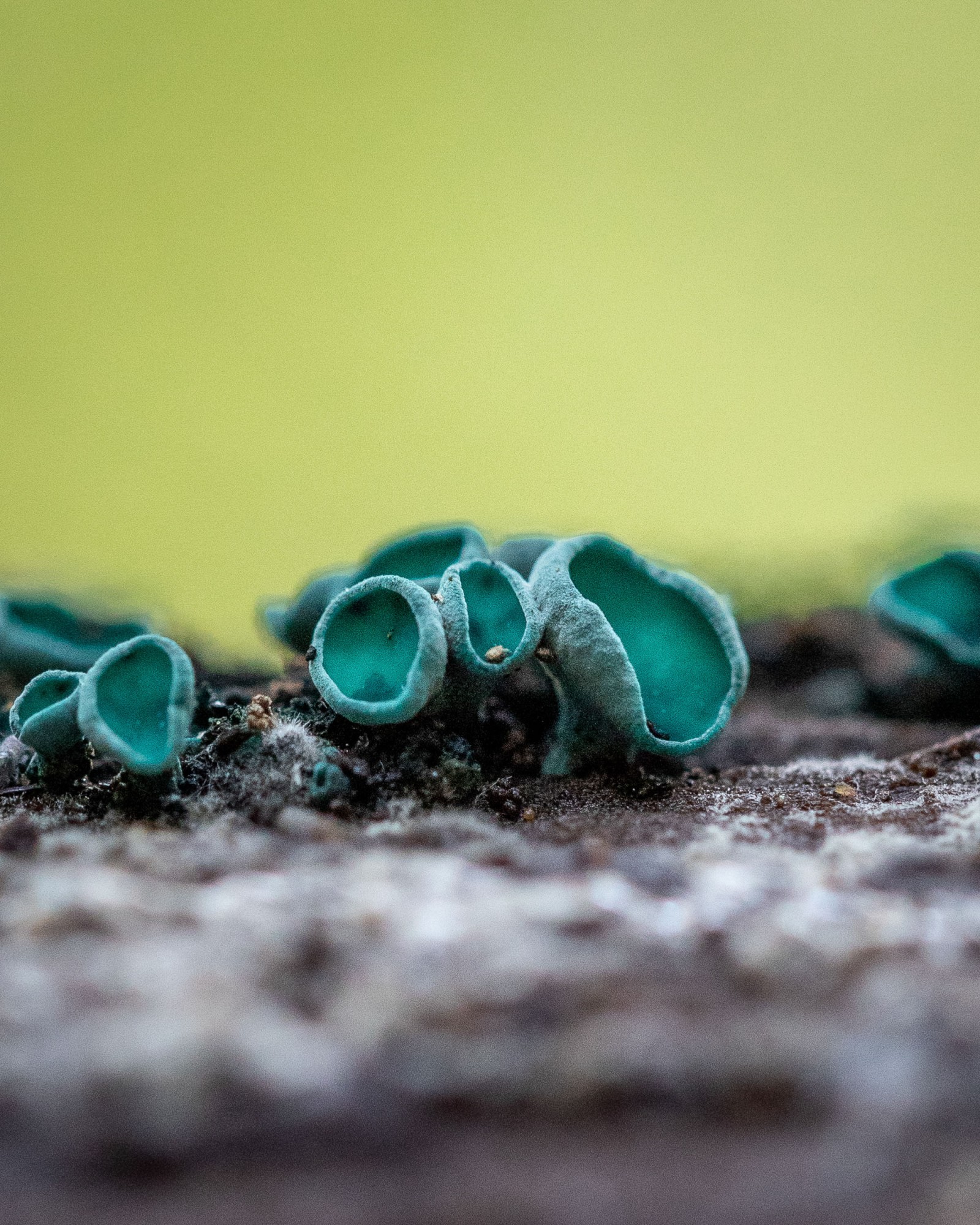 Chlorociboria aeruginascens