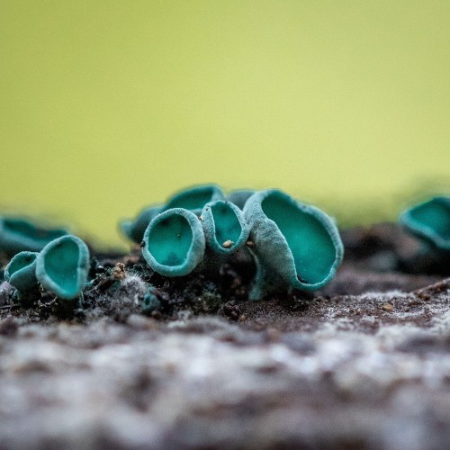 Chlorociboria aeruginascens