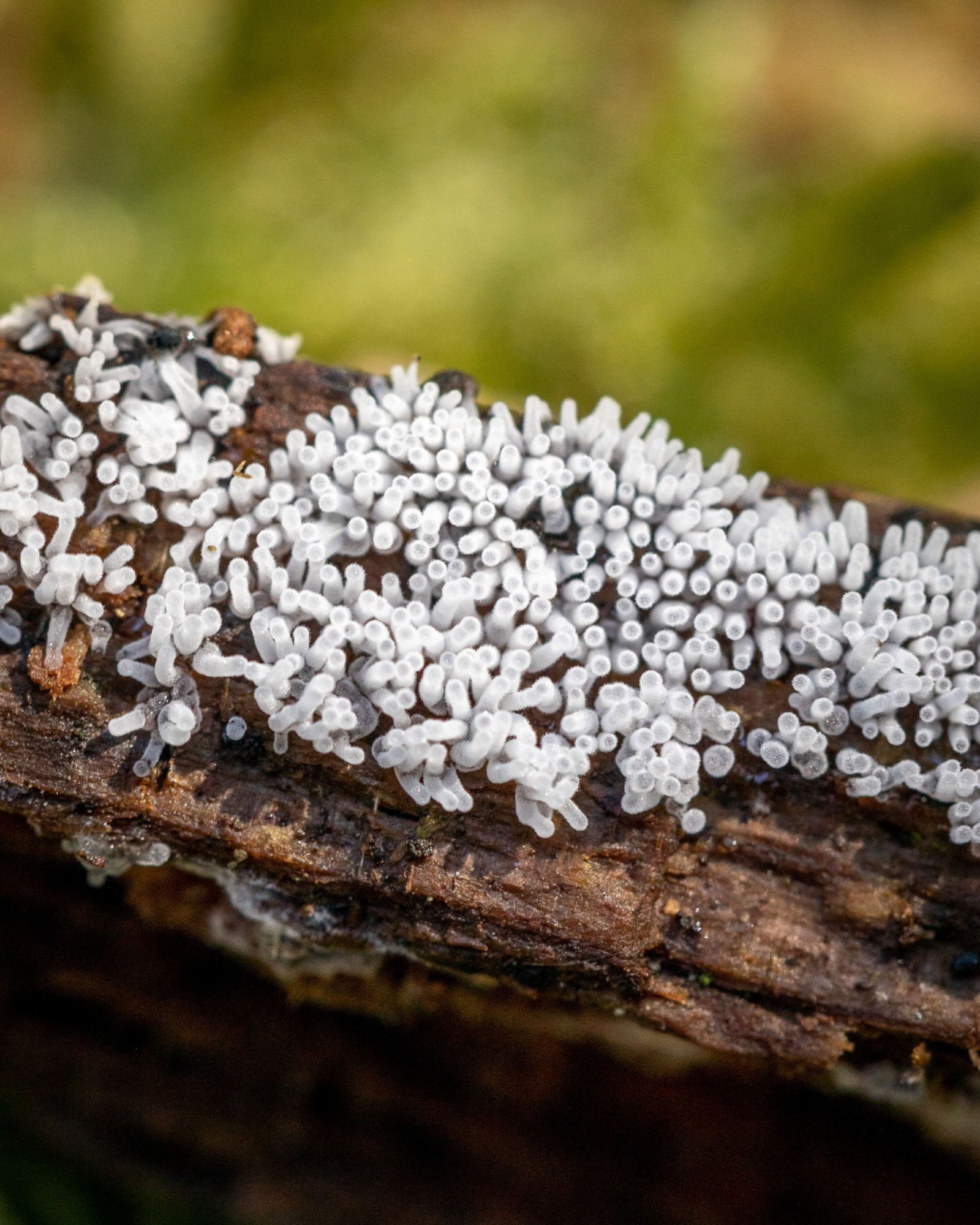Ceratiomyxa fruticulosa