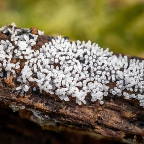 Ceratiomyxa fruticulosa