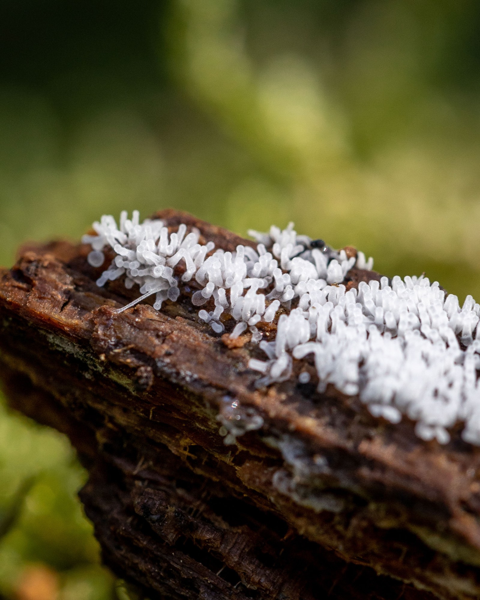 Ceratiomyxa fruticulosa