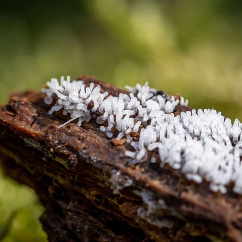 Ceratiomyxa fruticulosa