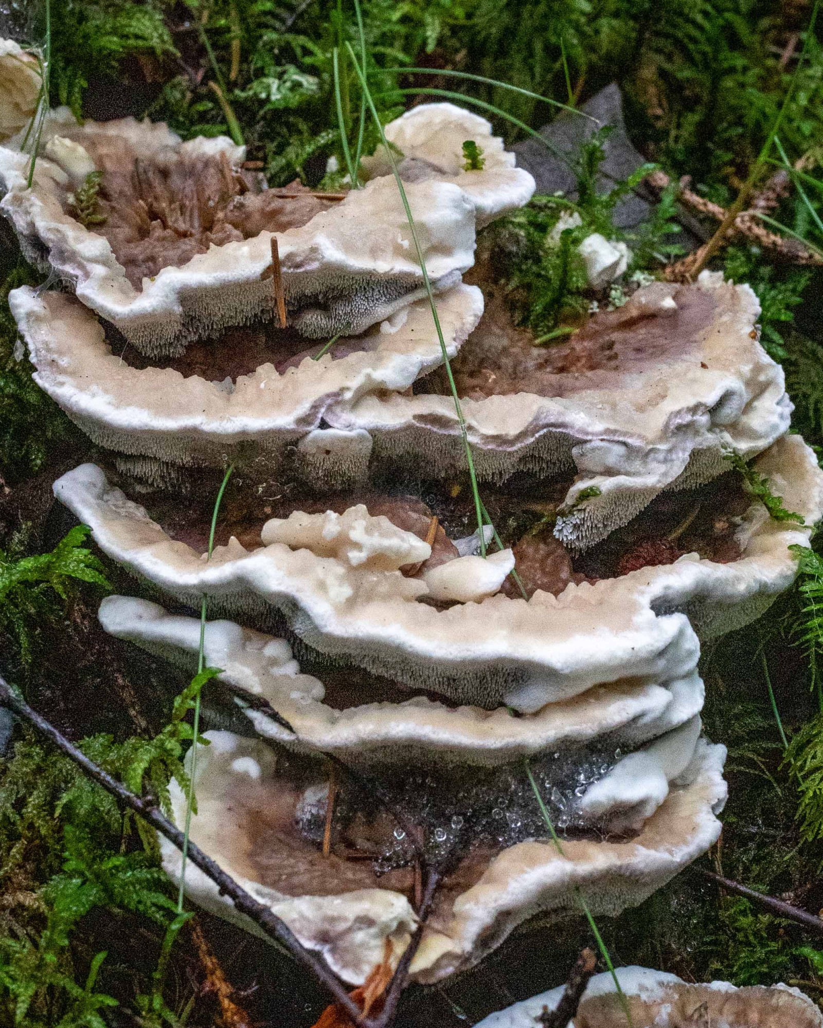 Hydnellum suaveolens
