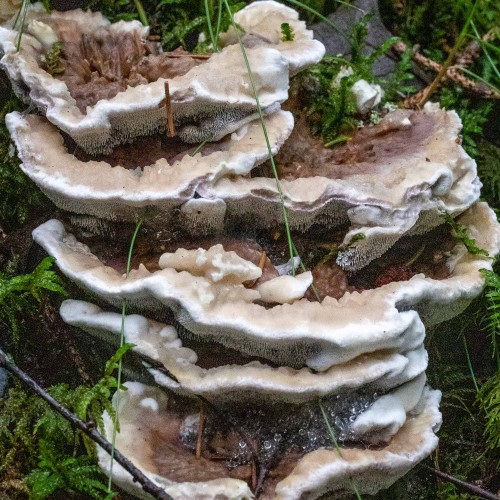 Hydnellum suaveolens