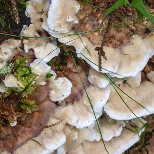 Hydnellum suaveolens