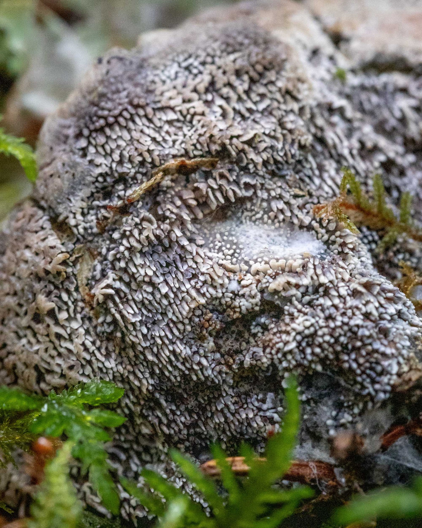 Hydnellum suaveolens