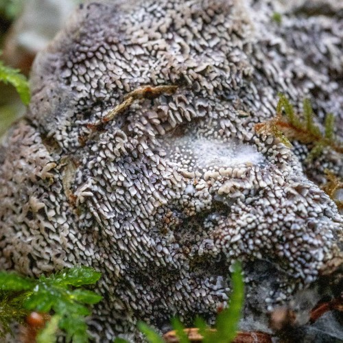 Hydnellum suaveolens