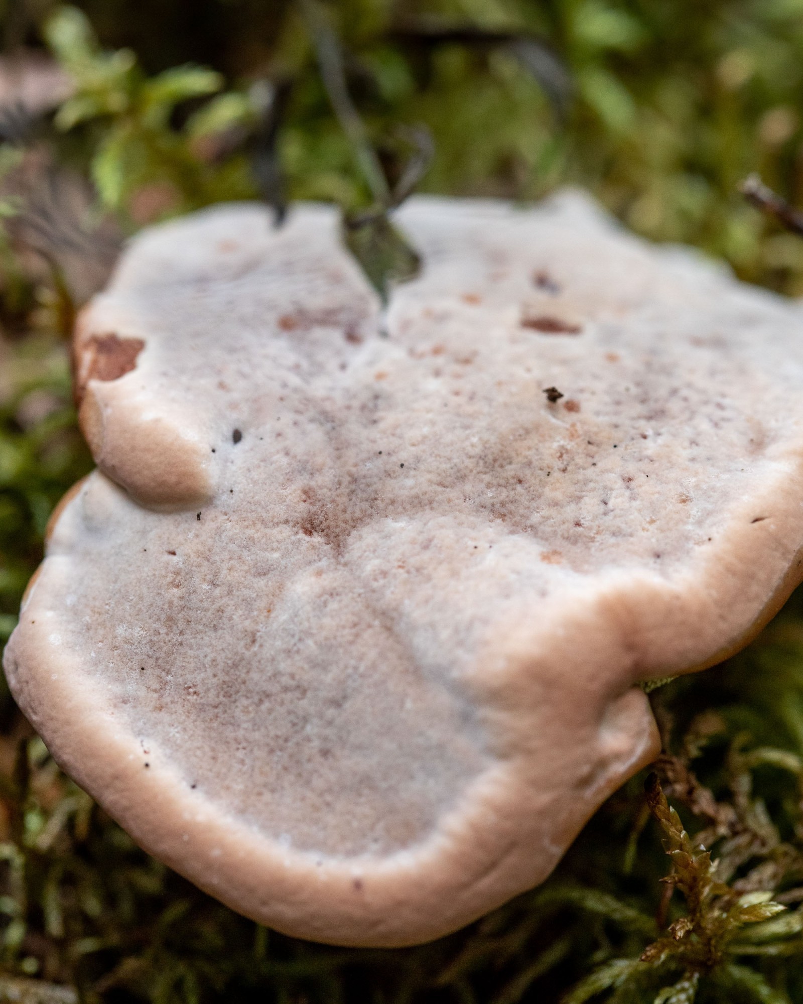 Hydnellum ferrugineum