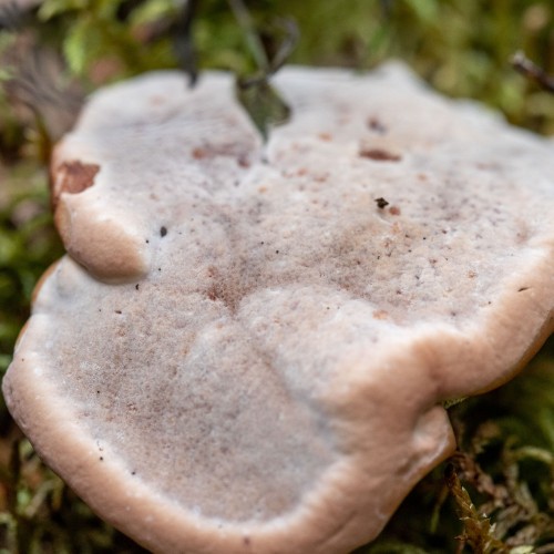 Hydnellum ferrugineum