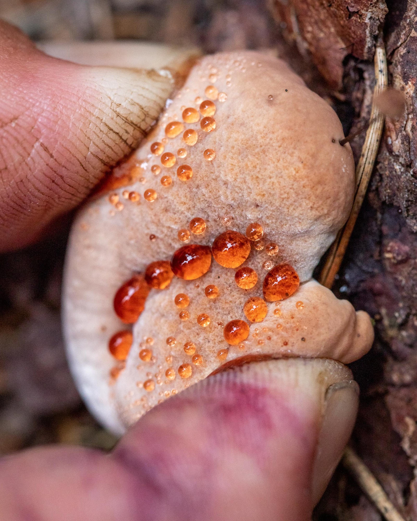 Hydnellum ferrugineum
