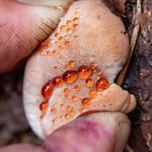 Hydnellum ferrugineum