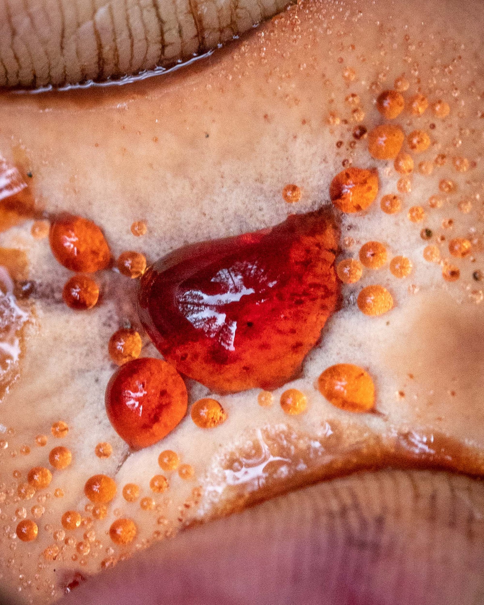 Hydnellum ferrugineum