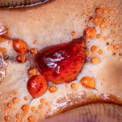 Hydnellum ferrugineum