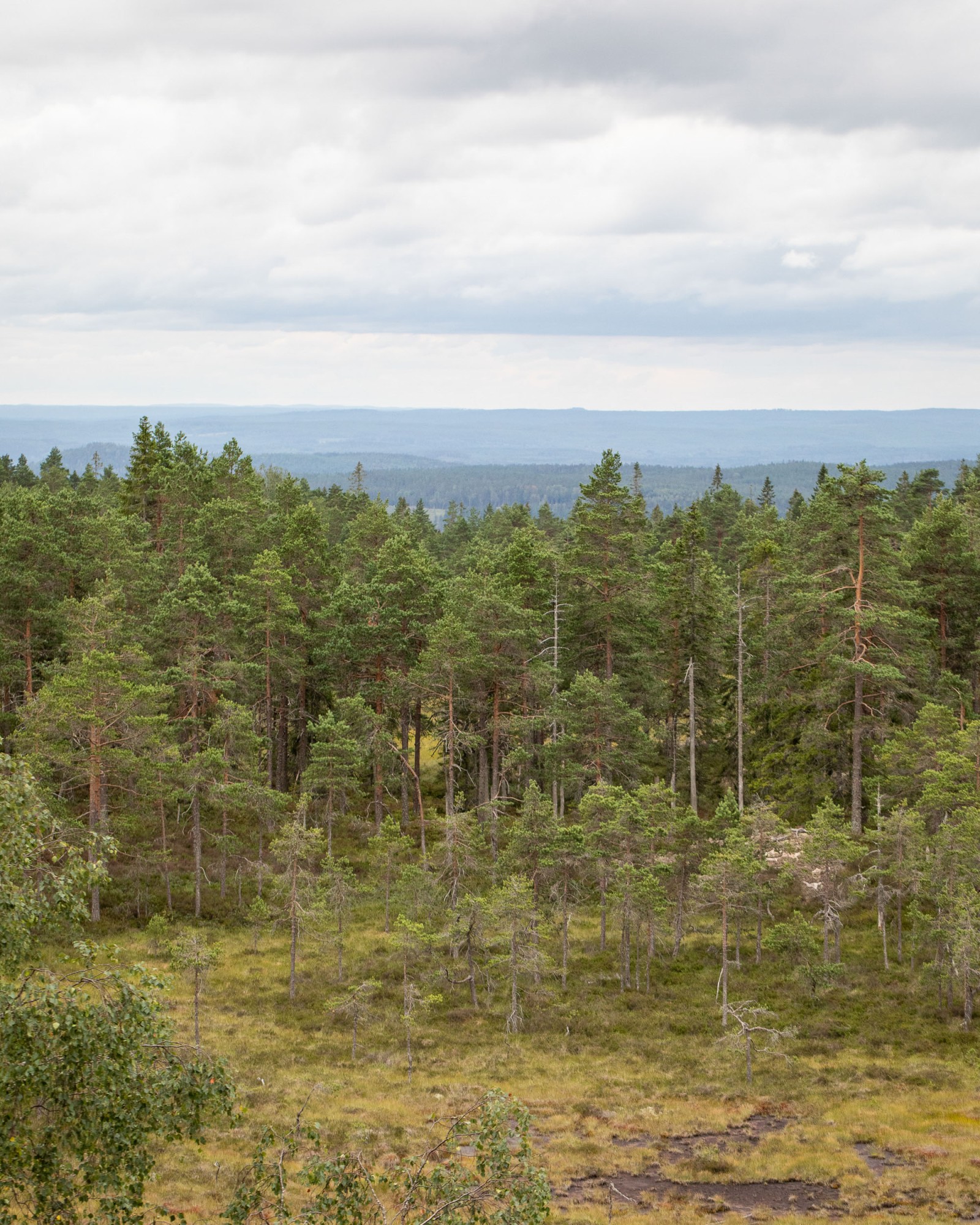 Kindla naturreservat
