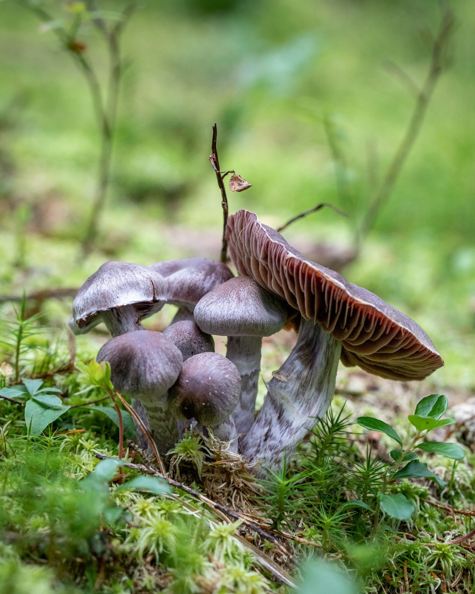 Cortinarius evernius
