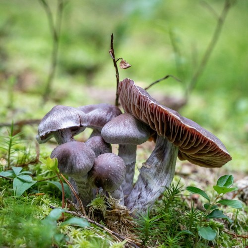 Cortinarius evernius