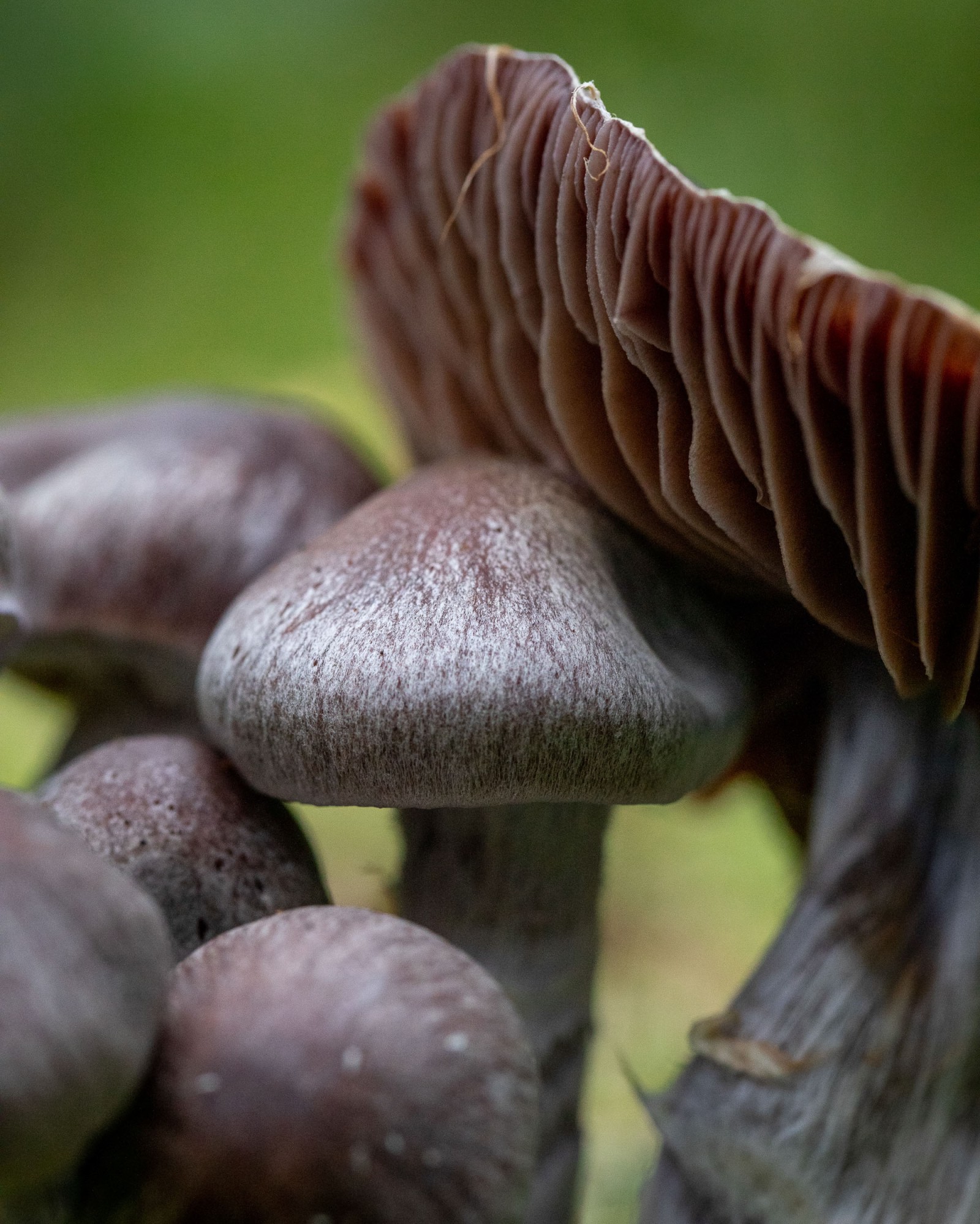 Cortinarius evernius