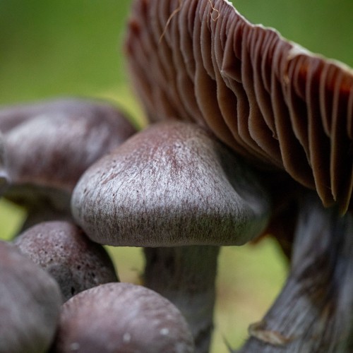 Cortinarius evernius