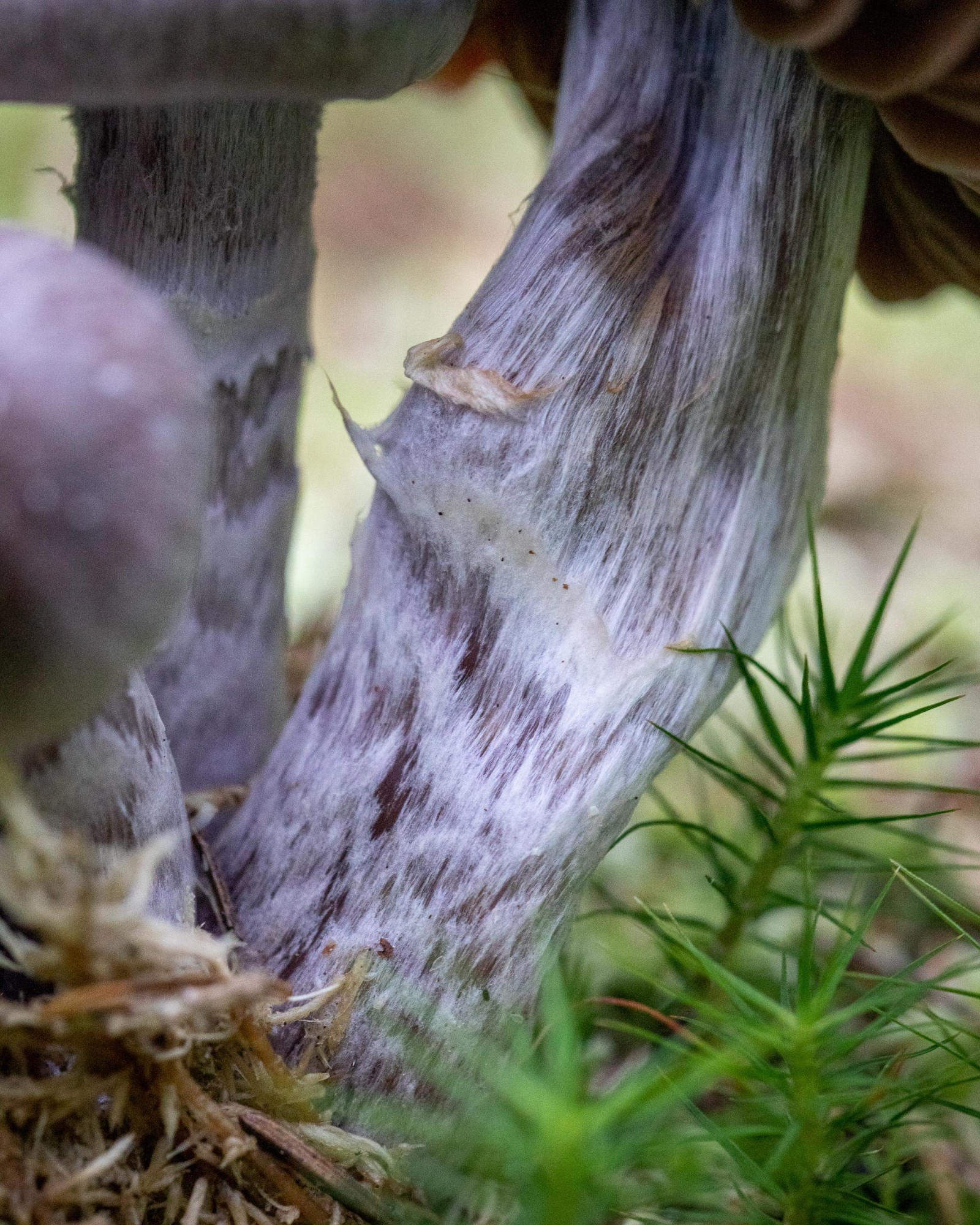 Cortinarius evernius