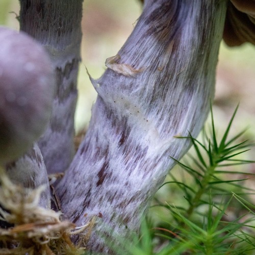 Cortinarius evernius